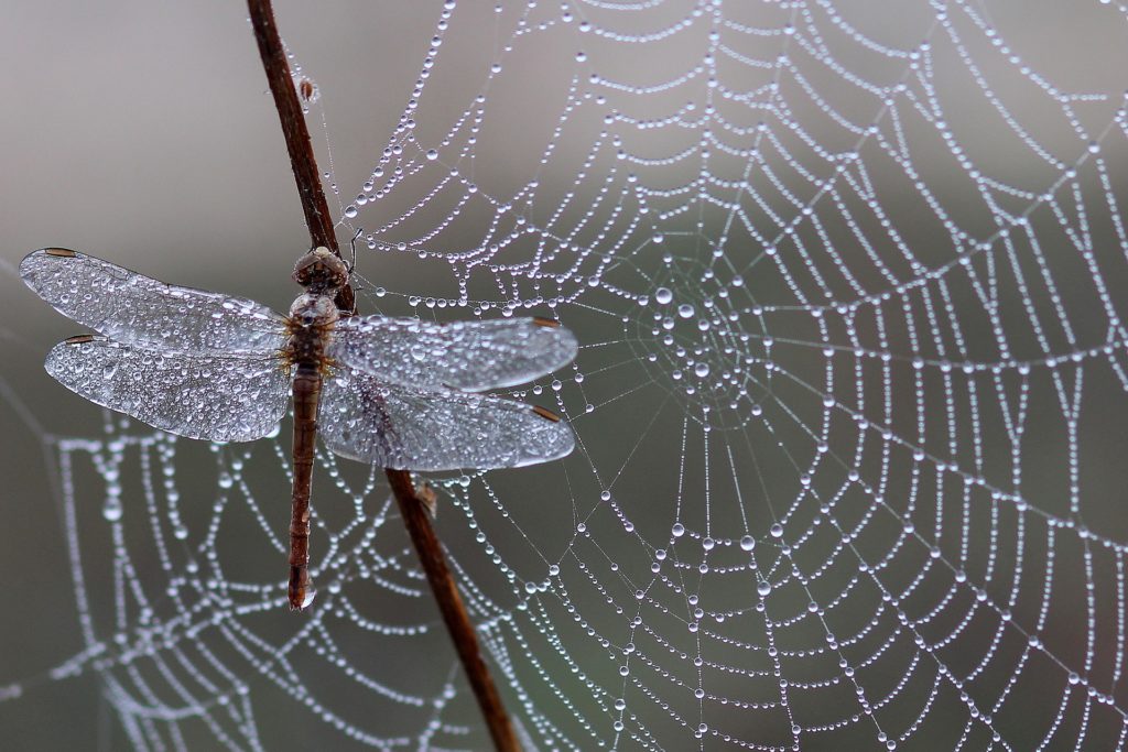 Gesundheitspraxis Oberfranken Die Libelle am Spinnennetz drückt das Thema Achtsamkeit sehr gut aus