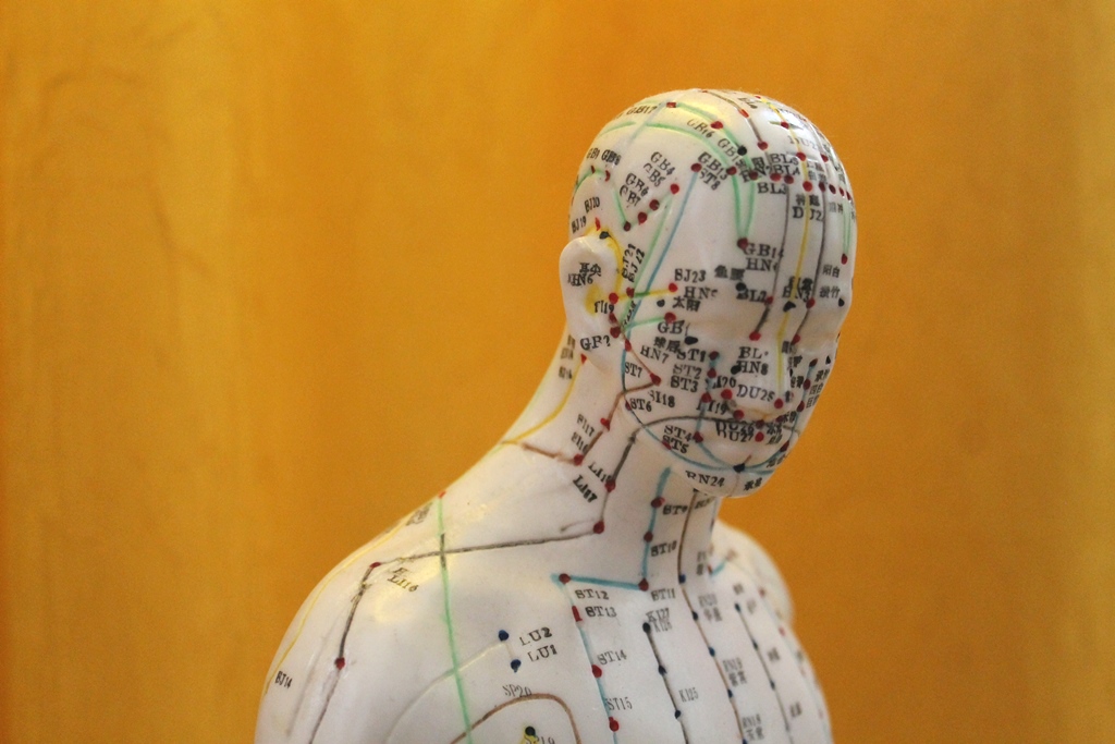 Gesundheitspraxis Oberfranken: Das Bild zeigt ein Modell mit Akupunkten und Meridianlinien aus der TCM
