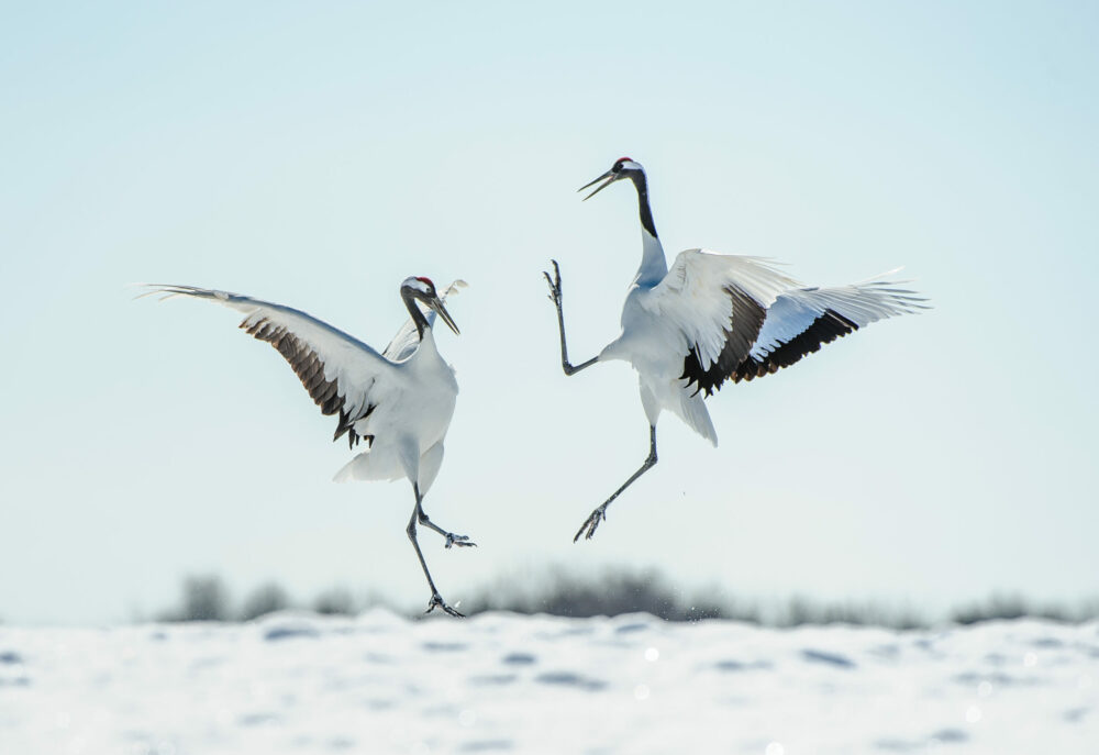 Two Japanese red crown cranes leaping and dancing performing their mating courtship ritual in the snow in Winter