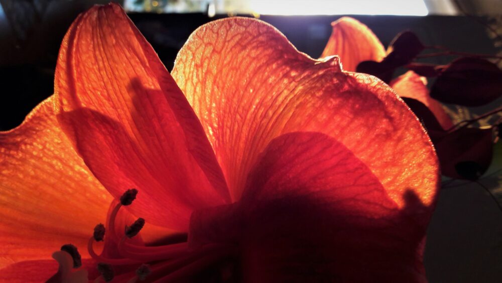 Hypnose Therapie in Bayreuth – Hilfe bei Stress und innerer Unruhe