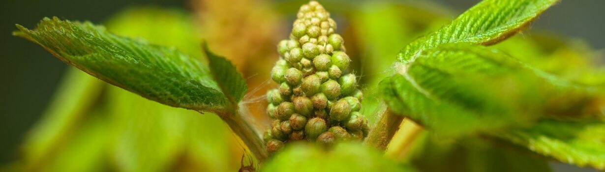 Kastanienknospe-Newsletter-April-243 Kastanienknospe-Newsletter-April-243