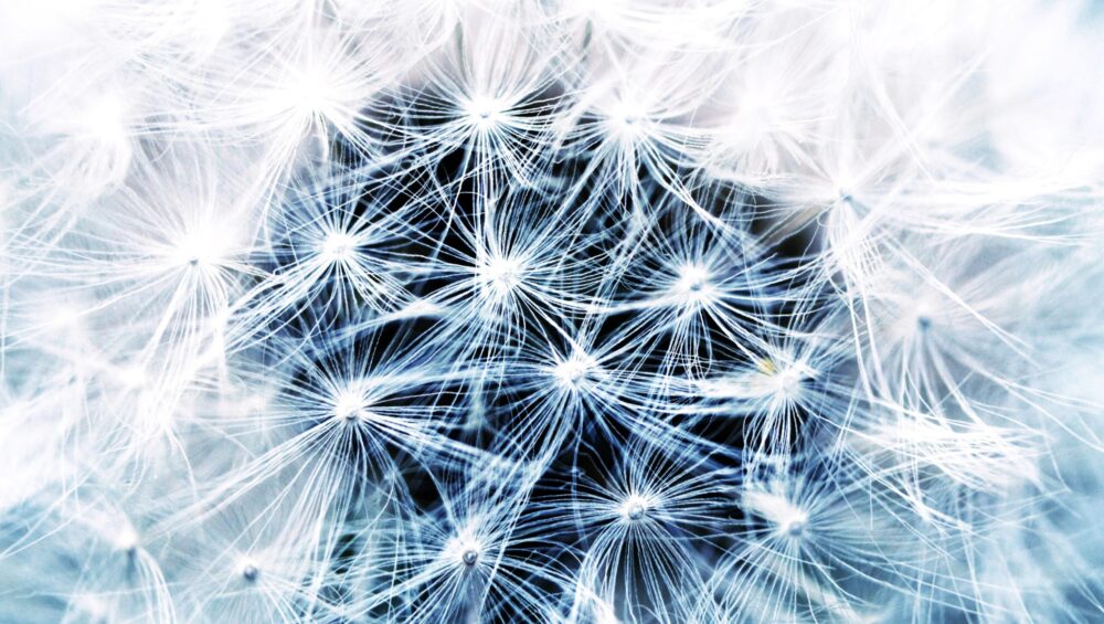 Pusteblume