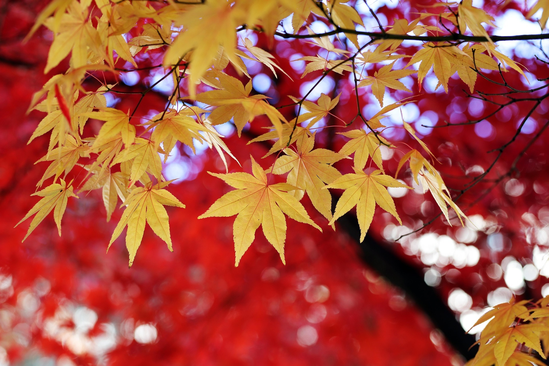 Herbst- Immunkraft