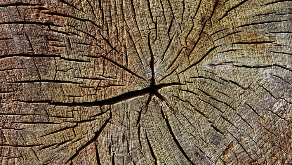 Jahresringe in einem Baum