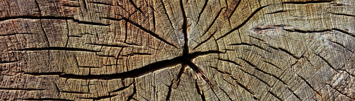 Jahresringe in einem Baum Jahresringe in einem Baum